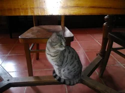 Bengálská leopardí koťata.