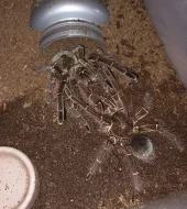 Theraphosa blondi adultní samice