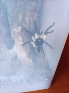 1.0 Monocentropus balfouri