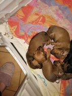 Prodám poslední štěňátko jezevčíka hladkosrstého zlaté barvy