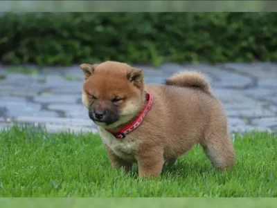 Shiba inu SI