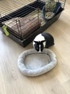 Očkovaný zakrslý čtyřměsíční králík