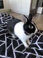 Očkovaný zakrslý čtyřměsíční králík