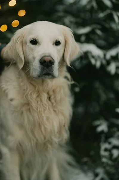 Zlaty retrivr ke kryti