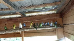 Prodám Andulku vlnkovanou