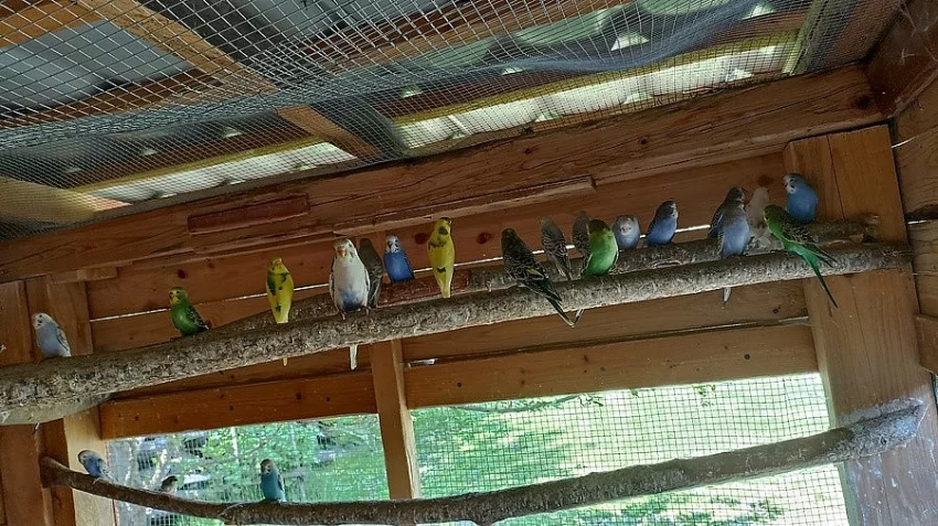 Prodám Andulku vlnkovanou