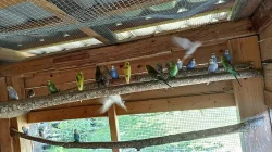 Prodám Andulku vlnkovanou