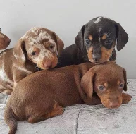 Jezevčík hladkosrstý trpasličí