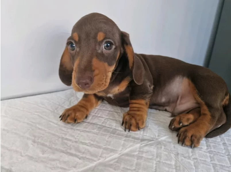 Jezevčík hladkosrstý trpasličí