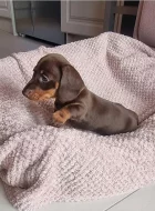 Jezevčík hladkosrstý trpasličí