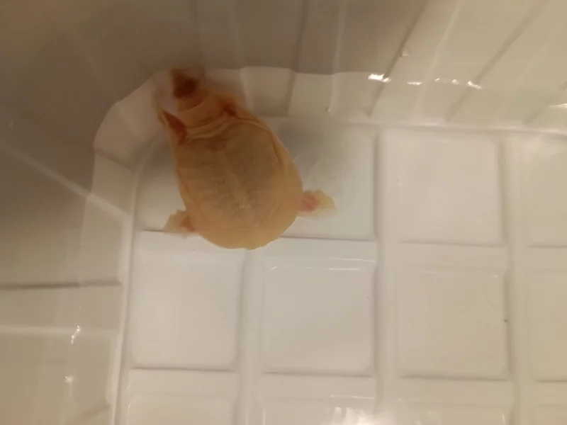 kožnatka čínská Albino
