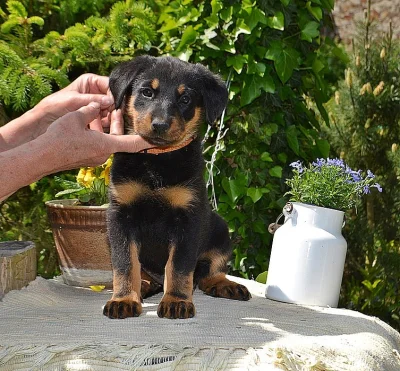 BEAUCERON - ŠTĚŇATA Z PERFEKTNÍHO SPOJENÍ