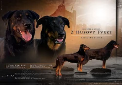 BEAUCERON - ŠTĚŇATA Z PERFEKTNÍHO SPOJENÍ