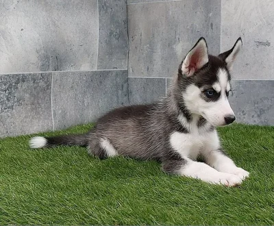 Sibiřský husky s PP