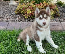 Sibiřský husky - Štěňata s modrýma očima