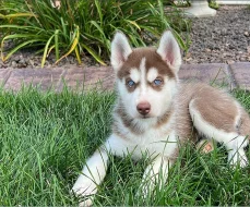 Sibiřský husky - Štěňata s modrýma očima