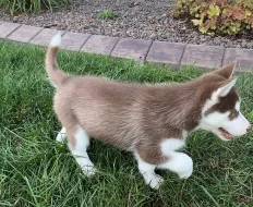 Sibiřský husky - Štěňata s modrýma očima