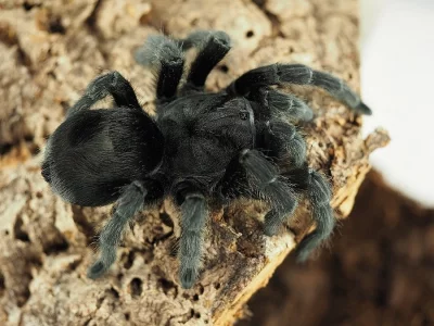 Grammostola pulchra