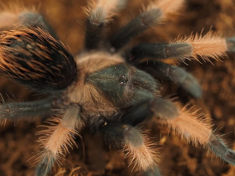 Samci, samice, páry i neurčené Brachypelmy