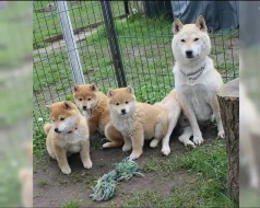 Shiba inu - prodám štěňata bez pp