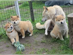 Shiba inu - prodám štěňata bez pp