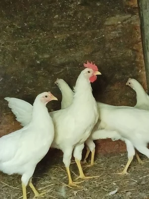 Kohoutek Leghorn