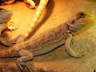 Agama vousatá