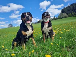 poslední velký švýcarsky salašník s PP