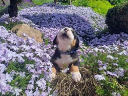 poslední velký švýcarsky salašník s PP