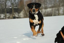 poslední velký švýcarsky salašník s PP