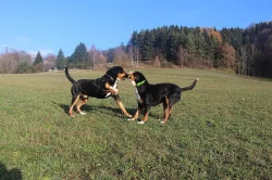 poslední velký švýcarsky salašník s PP