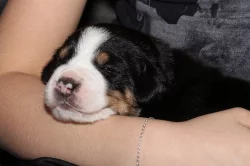 poslední velký švýcarsky salašník s PP