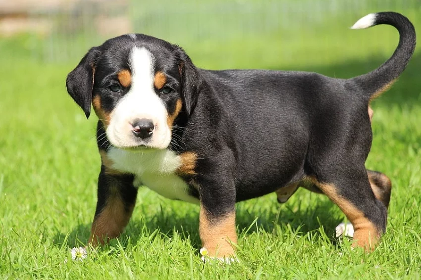 poslední velký švýcarsky salašník s PP