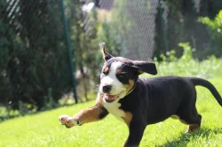 poslední velký švýcarsky salašník s PP