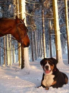 poslední velký švýcarsky salašník s PP