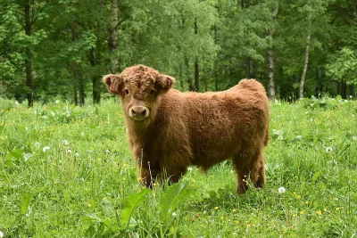 Prodáme loňského býčka a jalovičku Highland