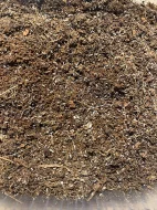 tropičtí chvostoskoci