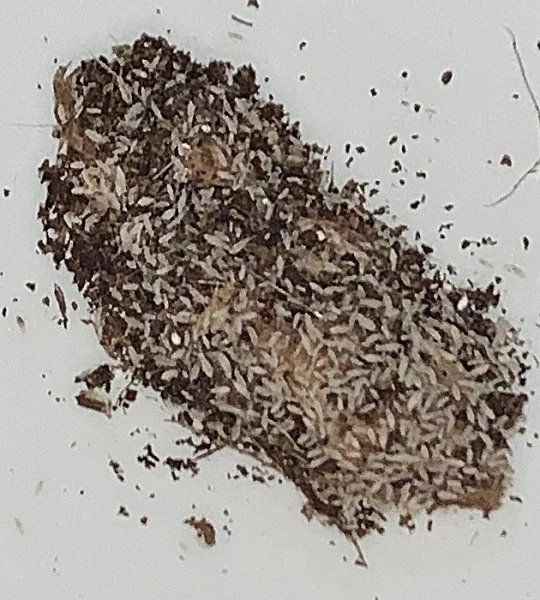 tropičtí chvostoskoci