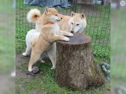 Shiba inu štěňata s PP