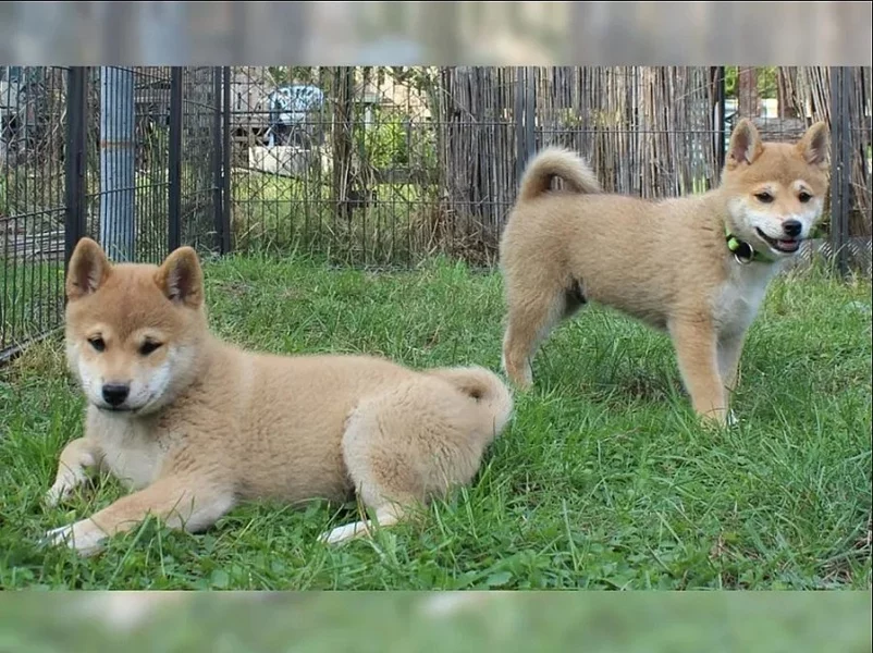 Shiba inu štěňata s PP