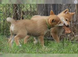Shiba inu štěňata s PP