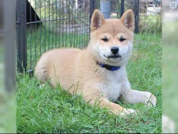 Shiba inu štěňata s PP