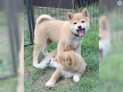 Shiba inu štěňata s PP