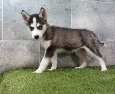 Holčička Sibiřský husky s PP