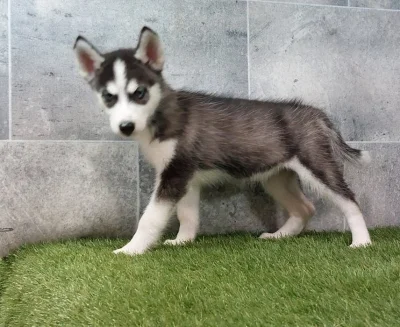 Holčička Sibiřský husky s PP