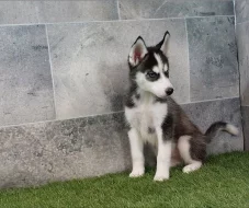 Holčička Sibiřský husky s PP