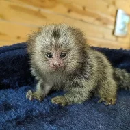 opice marmoset