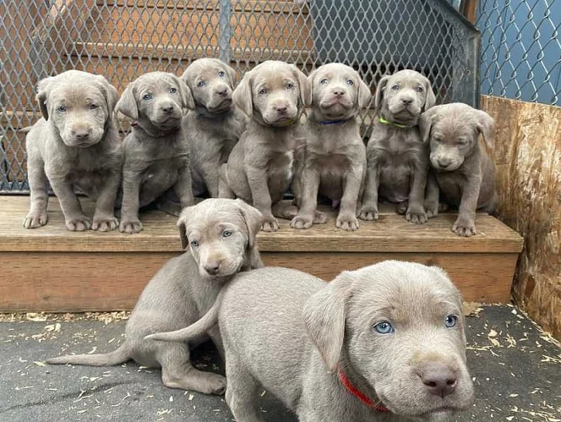 Stříbrná štěňata labradora k adopci