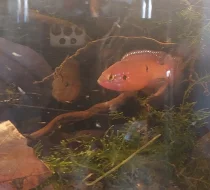 Odchov Hemichromisek ( Perlovek )