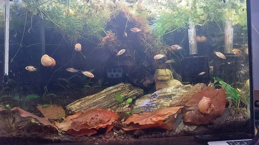 Odchov Hemichromisek ( Perlovek )